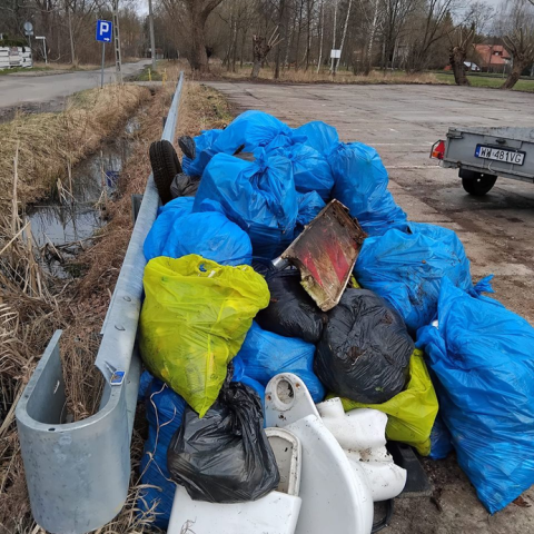 Sprzątanie Złotokłosu